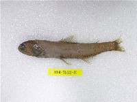 藏品(尼氏眶燈魚)的圖片